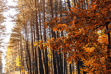 开云官网-西班牙网球队血洗世界网坛，西西帕斯打破历史纪录的震撼瞬间